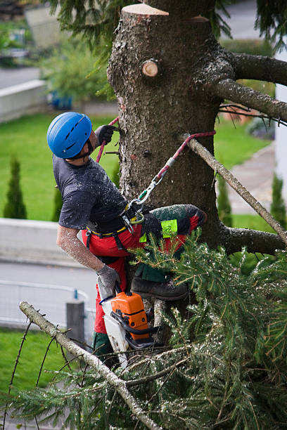 Professional  Tree Services in Fivepointville, PA